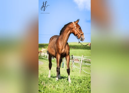 Lusitanos, Semental, 1 año, Castaño