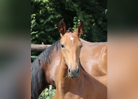 Lusitanos, Semental, 1 año, Perla