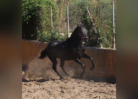 Lusitanos Mestizo, Semental, 2 años, 157 cm, Tordillo negro