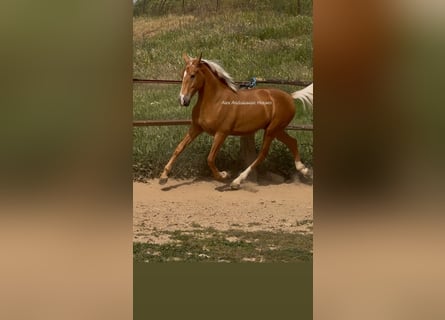 Lusitanos, Semental, 2 años, 158 cm, Palomino