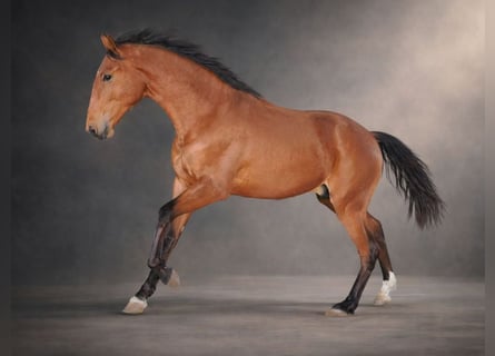Lusitanos, Semental, 2 años, 160 cm, Castaño