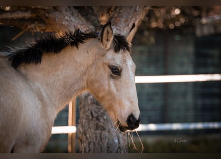 Lusitanos, Semental, 2 años, 161 cm, Buckskin/Bayo