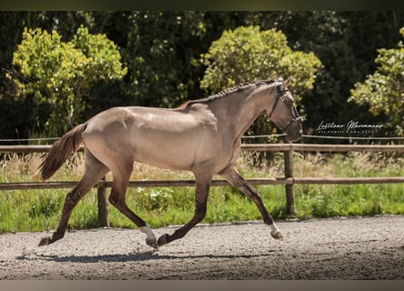 Lusitanos, Semental, 2 años, 164 cm, Grullo