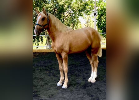 Lusitanos Mestizo, Semental, 2 años, 164 cm, Perla