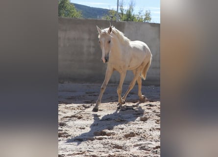 Lusitanos, Semental, 2 años, 166 cm, Palomino