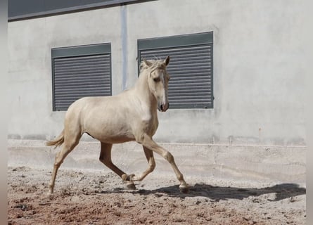 Lusitanos, Semental, 2 años, 166 cm, Palomino