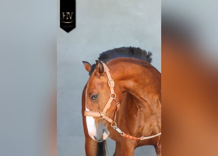 Lusitanos, Semental, 2 años, Castaño