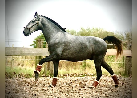 Lusitanos, Semental, 3 años, 156 cm, Tordo