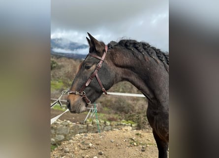 Lusitanos, Semental, 3 años, 159 cm, Tordo ruano