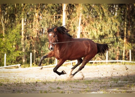Lusitanos, Semental, 3 años, 160 cm, Castaño