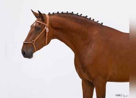 Lusitanos, Semental, 3 años, 162 cm, Castaño