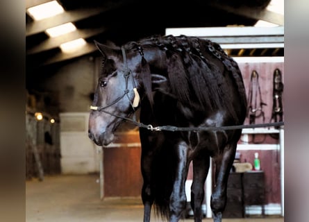 Lusitanos Mestizo, Semental, 3 años, 162 cm, Castaño oscuro