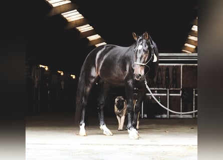 Lusitanos Mestizo, Semental, 3 años, 162 cm, Castaño oscuro