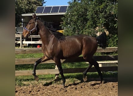 Lusitanos, Semental, 3 años, 165 cm, Alazán