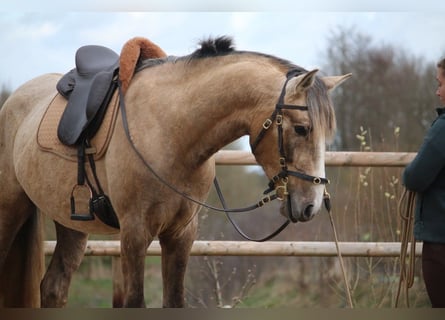Lusitanos, Semental, 3 años, 168 cm, Tordo