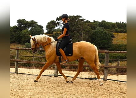 Lusitanos, Semental, 3 años, 170 cm, Palomino