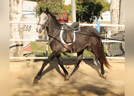 Lusitanos, Semental, 3 años, Tordo
