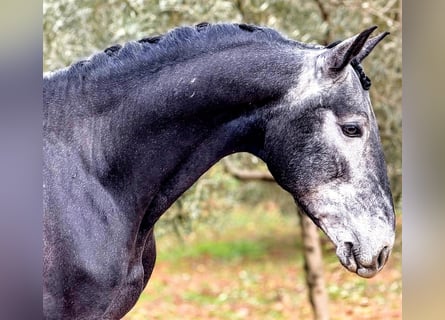 Lusitanos, Semental, 4 años, 156 cm, Tordillo negro