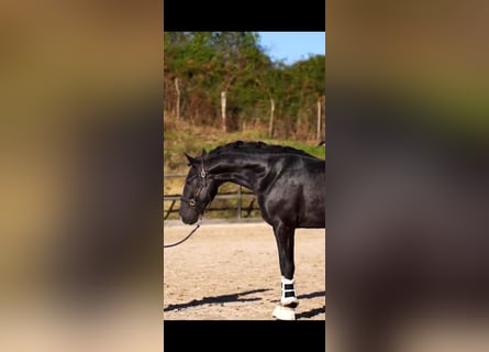 Lusitanos, Semental, 4 años, 158 cm, Negro