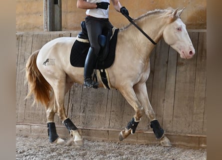 Lusitanos, Semental, 4 años, 159 cm, Cremello