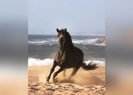 Lusitanos, Semental, 4 años, 159 cm, Tordo