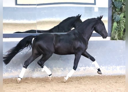 Lusitanos, Semental, 4 años, 160 cm, Negro