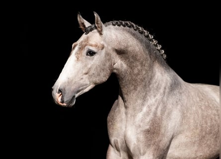 Lusitanos, Semental, 4 años, 160 cm, Tordo