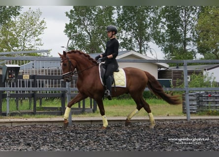 Lusitanos, Semental, 4 años, 162 cm, Alazán