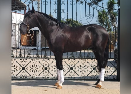 Lusitanos, Semental, 4 años, 162 cm, Negro
