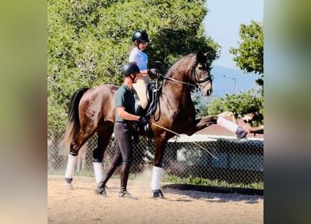 Lusitanos, Semental, 4 años, 162 cm, Tordo rodado