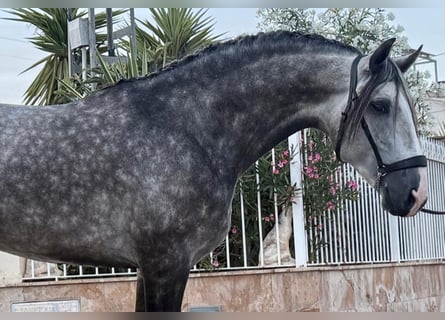Lusitanos, Semental, 4 años, 163 cm, Tordo rodado
