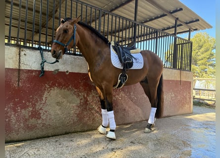 Lusitanos, Semental, 4 años, 164 cm, Bayo