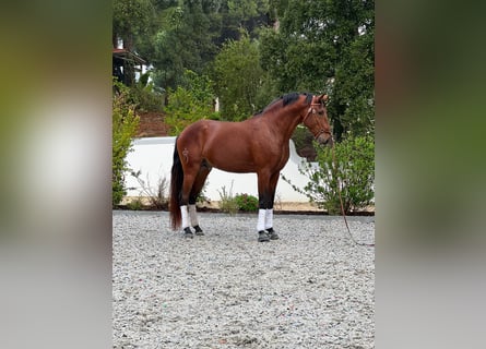 Lusitanos, Semental, 4 años, 164 cm, Castaño