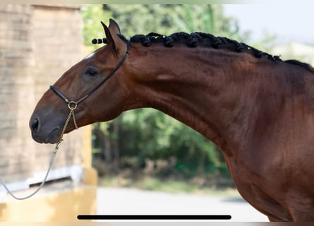 Lusitanos, Semental, 4 años, 164 cm, Castaño oscuro