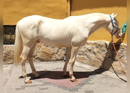 Lusitanos, Semental, 4 años, 164 cm, Cremello