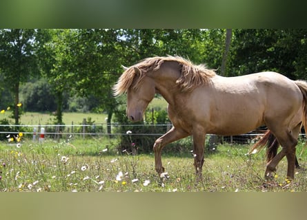 Lusitanos, Semental, 4 años, 164 cm, Perla