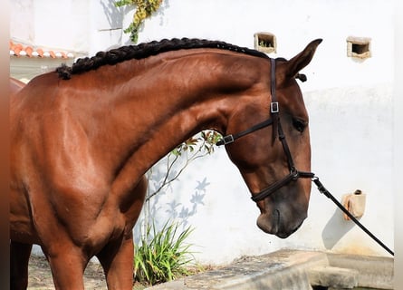 Lusitanos, Semental, 4 años, 166 cm, Castaño