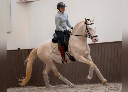 Lusitanos, Semental, 5 años, 155 cm, Cremello