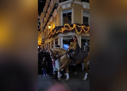 Lusitanos, Semental, 5 años, 160 cm, Palomino