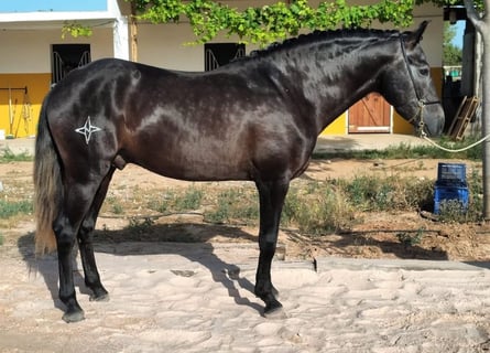 Lusitanos, Semental, 5 años, 160 cm, Tordillo negro