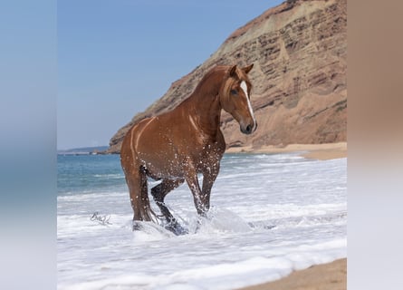 Lusitanos, Semental, 5 años, 162 cm, Alazán