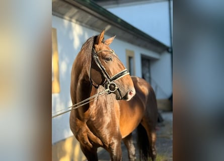Lusitanos, Semental, 5 años, 164 cm, Castaño