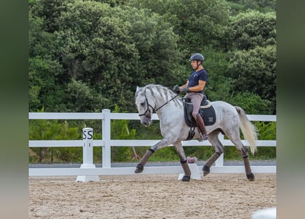 Lusitanos, Semental, 5 años, 164 cm, Tordo rodado