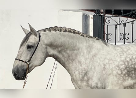 Lusitanos, Semental, 5 años, 170 cm, Tordo rodado