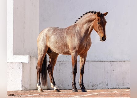 Lusitanos Mestizo, Semental, 6 años, 158 cm, Castaño-ruano