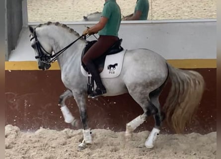 Lusitanos, Semental, 6 años, 162 cm, Tordo