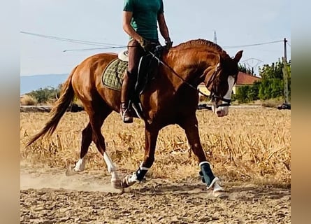 Lusitanos, Semental, 6 años, 164 cm