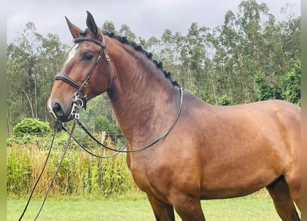 Lusitanos, Semental, 6 años, 166 cm, Castaño