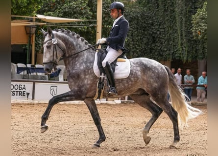 Lusitanos, Semental, 6 años, 166 cm, Tordo rodado