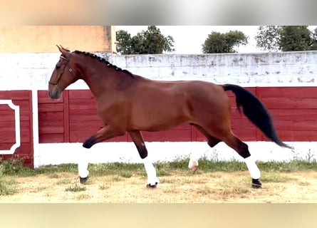 Lusitanos, Semental, 6 años, 168 cm, Castaño rojizo